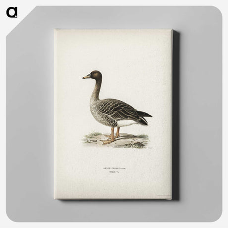 2-95_Svenska-Faglar_canvas