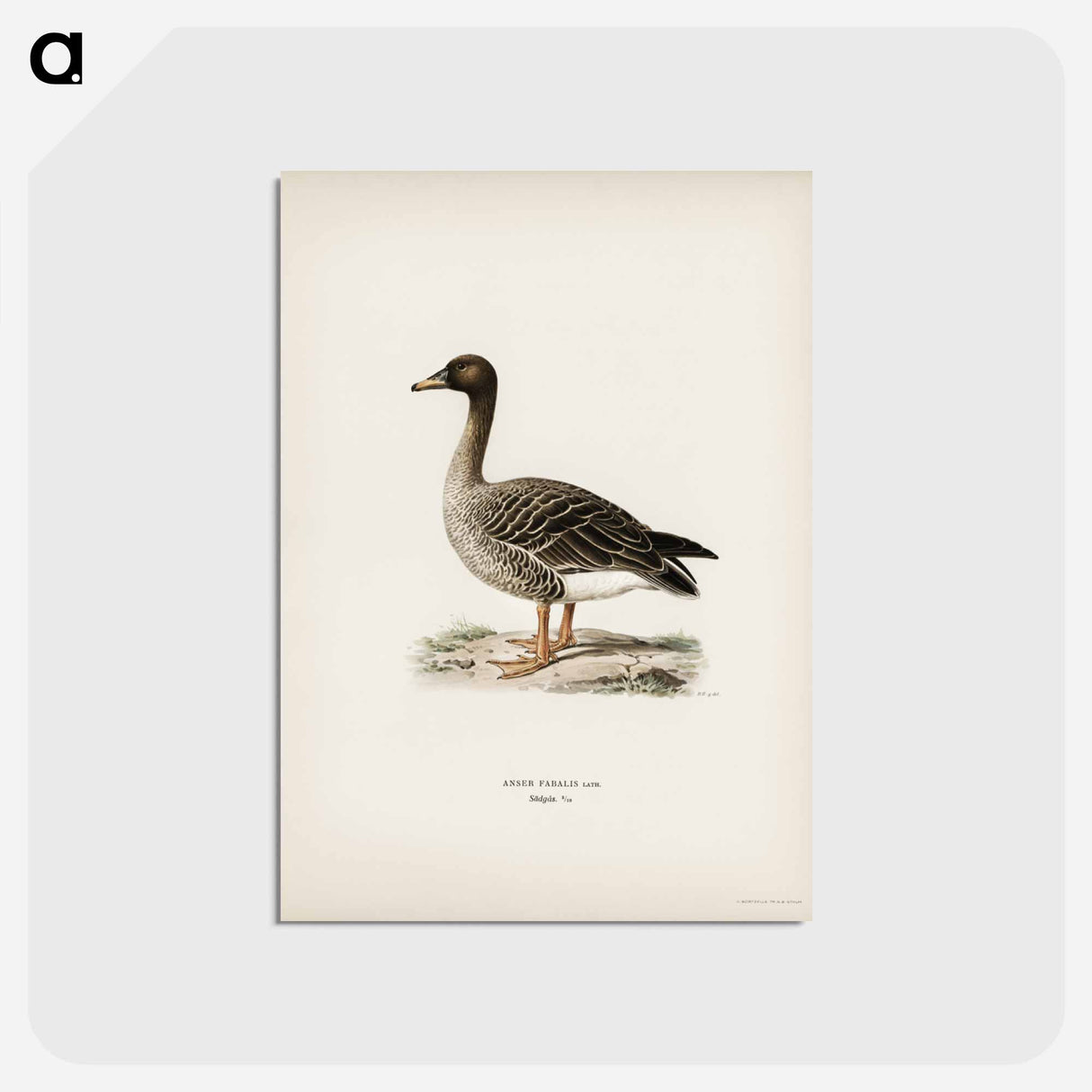 アートポストカード-Bean Goose
 - スヴェンスカ フォグラル Postcard.