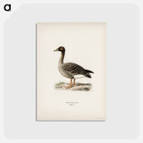 アートポストカード-Bean Goose
 - スヴェンスカ フォグラル Postcard.