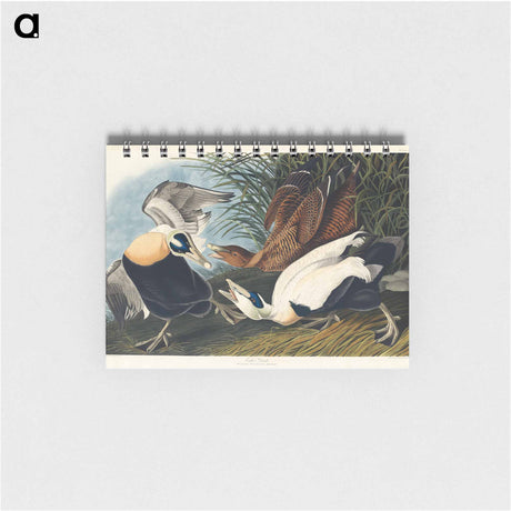 アートメモ帳-Eider Duck from Birds of America
 - アメリカの鳥たち Memo.