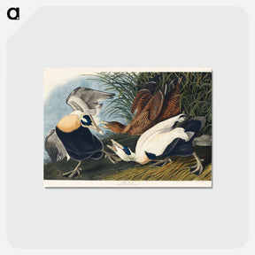 アートポストカード-Eider Duck from Birds of America
 - アメリカの鳥たち Postcard.