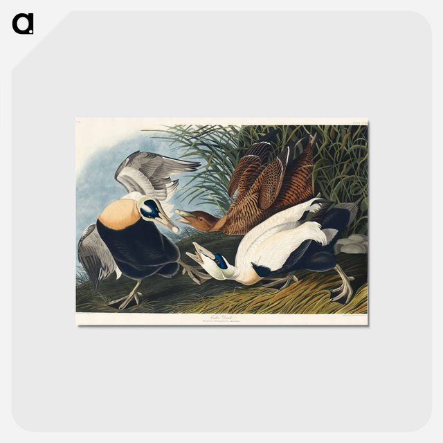 アートポストカード-Eider Duck from Birds of America
 - アメリカの鳥たち Postcard.