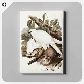 アートパネル-White Goshawk
 - オーストラリアの鳥 Canvas.