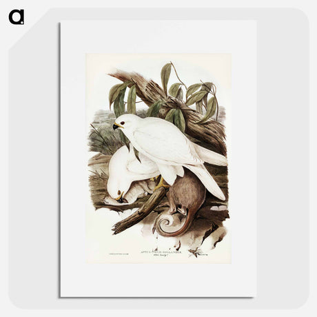 アートポスター-White Goshawk
- オーストラリアの鳥 Poster.