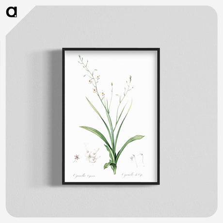 2-95_The-Lilies_blk-crop