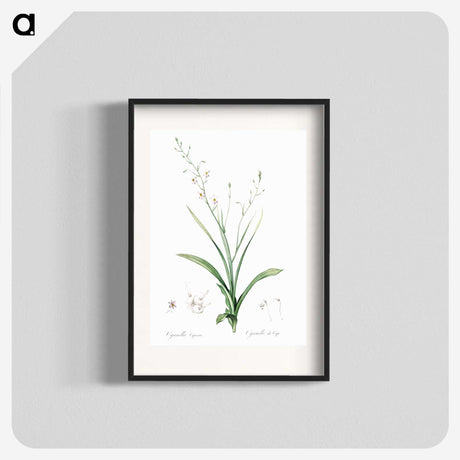 2-95_The-Lilies_blk