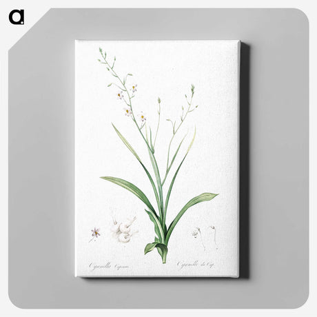 2-95_The-Lilies_canvas