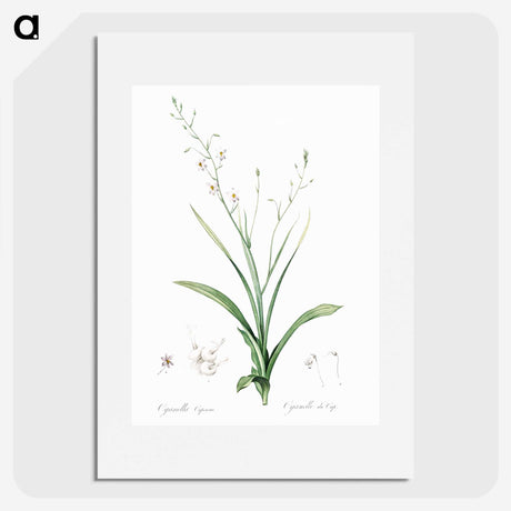 2-95_The-Lilies_picture
