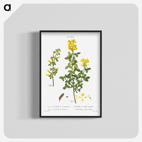 2-95_Treatise-on-Trees-and-Shrubs_blk-crop