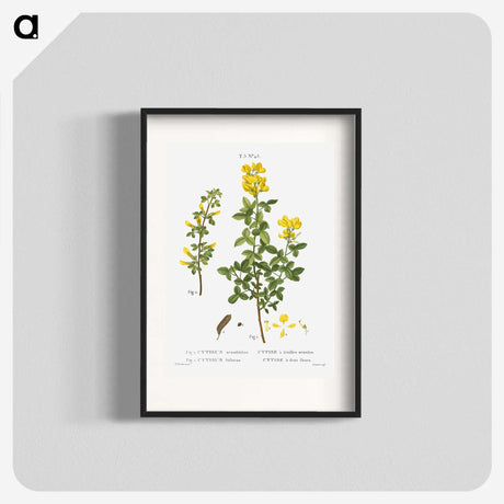 2-95_Treatise-on-Trees-and-Shrubs_blk