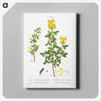 2-95_Treatise-on-Trees-and-Shrubs_canvas