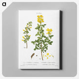 2-95_Treatise-on-Trees-and-Shrubs_canvas