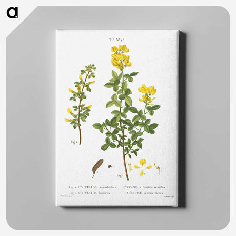 2-95_Treatise-on-Trees-and-Shrubs_canvas