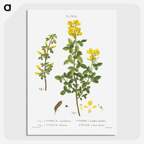 2-95_Treatise-on-Trees-and-Shrubs_picture-crop