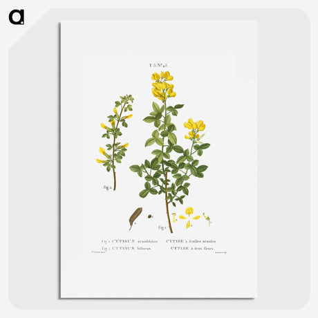 2-95_Treatise-on-Trees-and-Shrubs_picture
