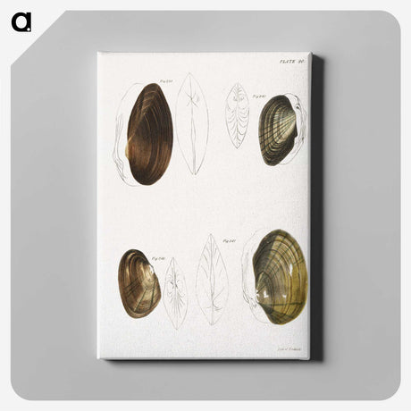 2-95_Zoology-of-New-York_canvas