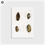 2-95_Zoology-of-New-York_hagaki