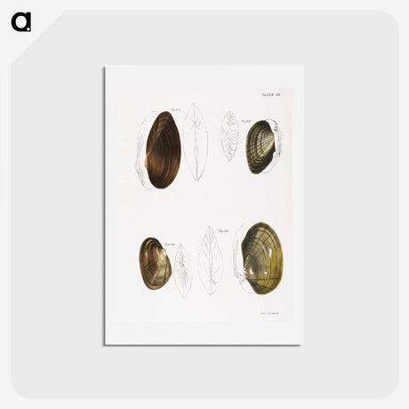 2-95_Zoology-of-New-York_hagaki