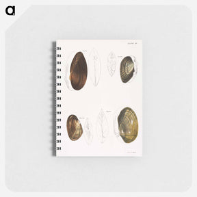 アートメモ帳-Different types of sea shells illustration from Zoology of New York by James Ellsworth De Kay - ニューヨークの動物学 Memo.