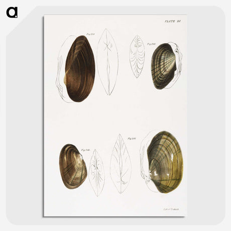 2-95_Zoology-of-New-York_picture-crop