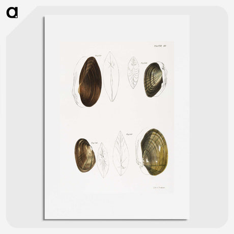 2-95_Zoology-of-New-York_picture