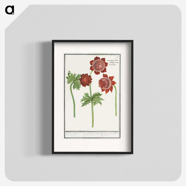 2-96_Anselmus-Boetius-de-Boodt_blk