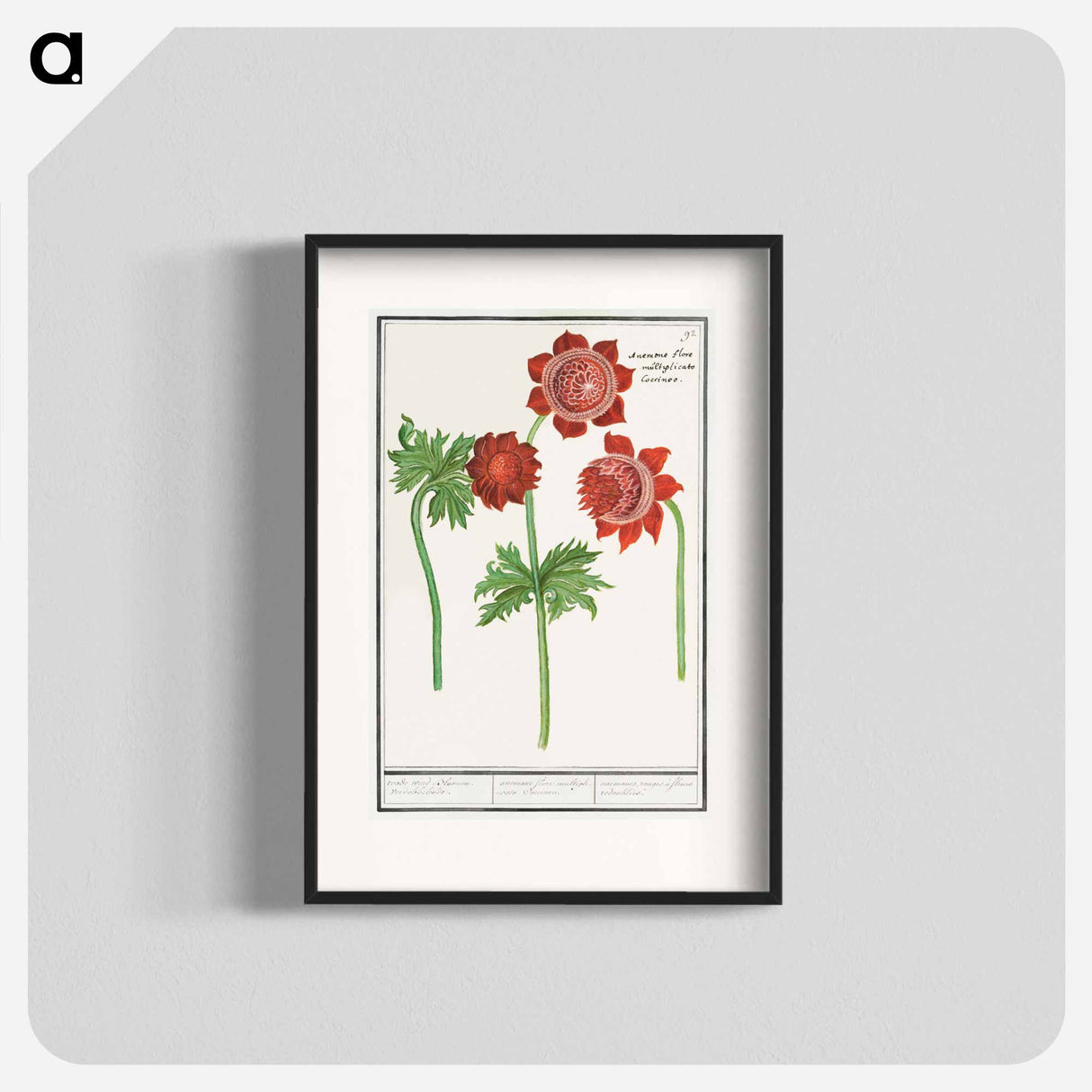 Anemone, Anemone - アンセルムス ボエティウス デ ブート Poster.