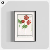 Anemone, Anemone - アンセルムス ボエティウス デ ブート Poster.