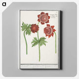 2-96_Anselmus-Boetius-de-Boodt_canvas