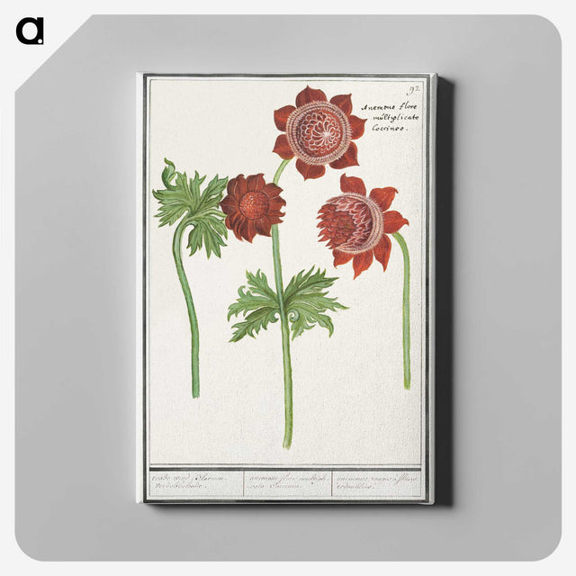 2-96_Anselmus-Boetius-de-Boodt_canvas
