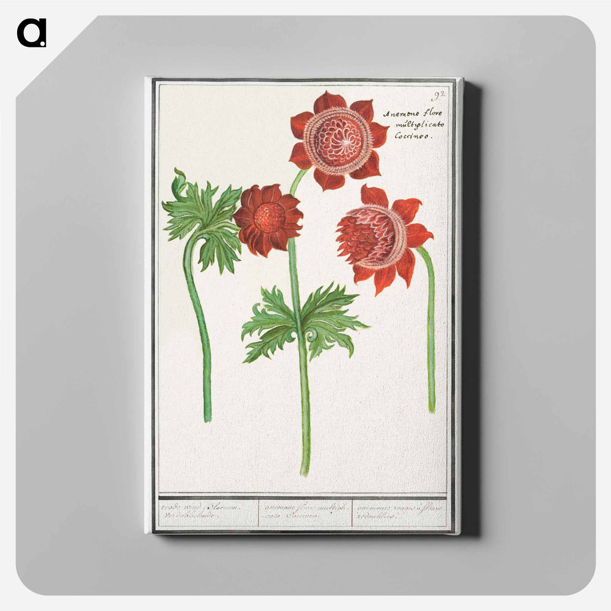Anemone, Anemone - アンセルムス ボエティウス デ ブート Canvas.