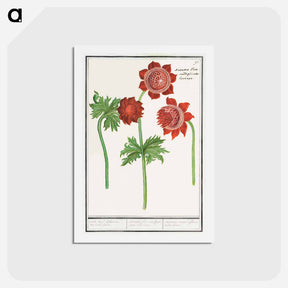 アートポストカード-Anemone, Anemone - アンセルムス ボエティウス デ ブート Postcard.