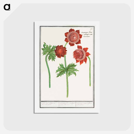 アートポストカード-Anemone, Anemone - アンセルムス ボエティウス デ ブート Postcard.