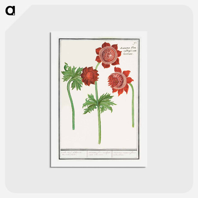 アートポストカード-Anemone, Anemone - アンセルムス ボエティウス デ ブート Postcard.