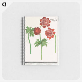 アートメモ帳-Anemone, Anemone - アンセルムス ボエティウス デ ブート Memo.