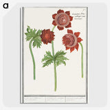2-96_Anselmus-Boetius-de-Boodt_picture-crop