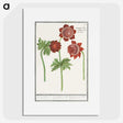 2-96_Anselmus-Boetius-de-Boodt_picture