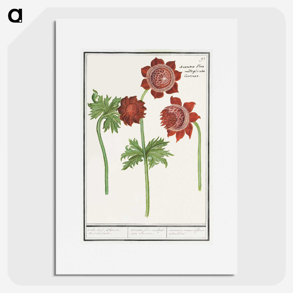 2-96_Anselmus-Boetius-de-Boodt_picture