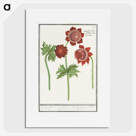 2-96_Anselmus-Boetius-de-Boodt_picture