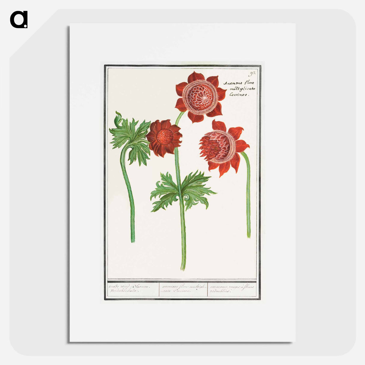 Anemone, Anemone - アンセルムス ボエティウス デ ブート Poster.