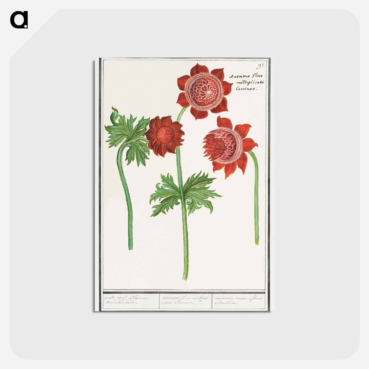 アートポストカード-Anemone, Anemone - アンセルムス ボエティウス デ ブート Postcard.