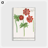 アートポストカード-Anemone, Anemone - アンセルムス ボエティウス デ ブート Postcard.