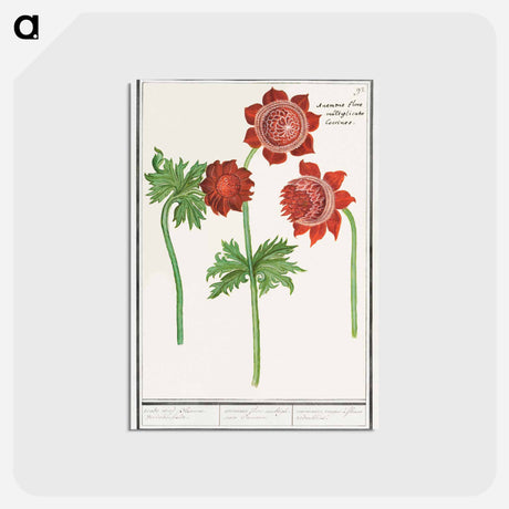アートポストカード-Anemone, Anemone - アンセルムス ボエティウス デ ブート Postcard.