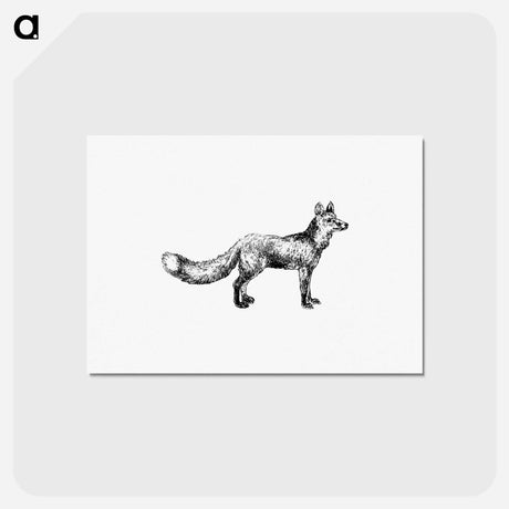 アートポストカード-Cur Fox
 - 大英図書館 Postcard.