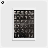 アートポストカード-Woman in Motion
 - エドワード マイブリッジ Postcard.