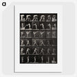 2-96_Eadweard-Muybridge_picture