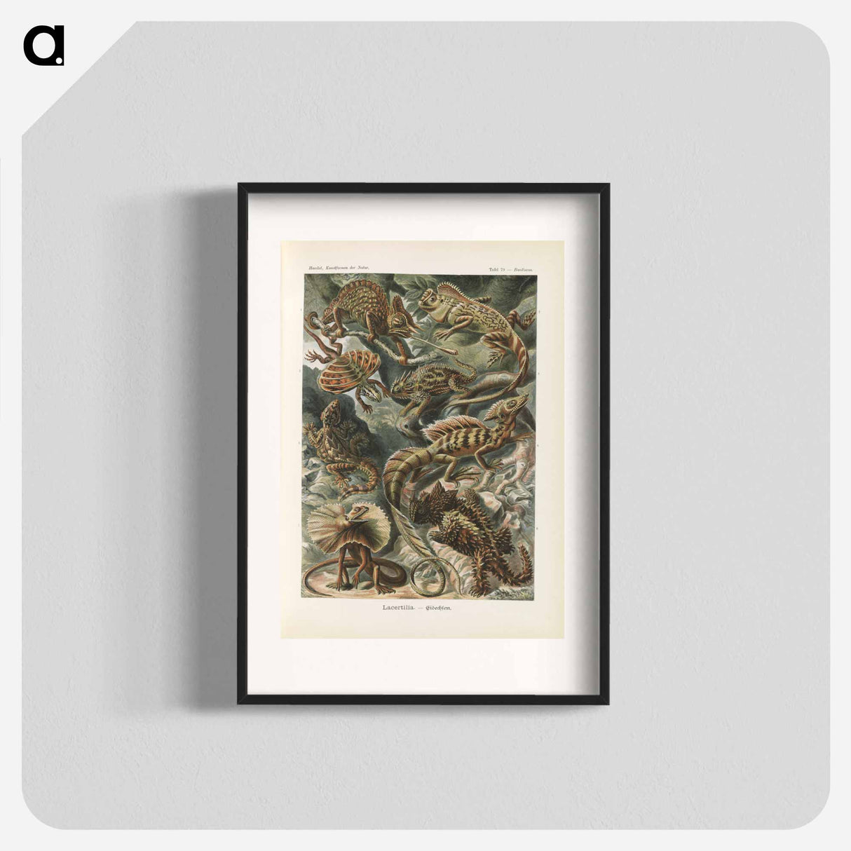 Chameleon illustration from Kunstformen der Natur - エルンスト ヘッケル Poster.