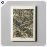 2-96_Ernst-Haeckel_canvas