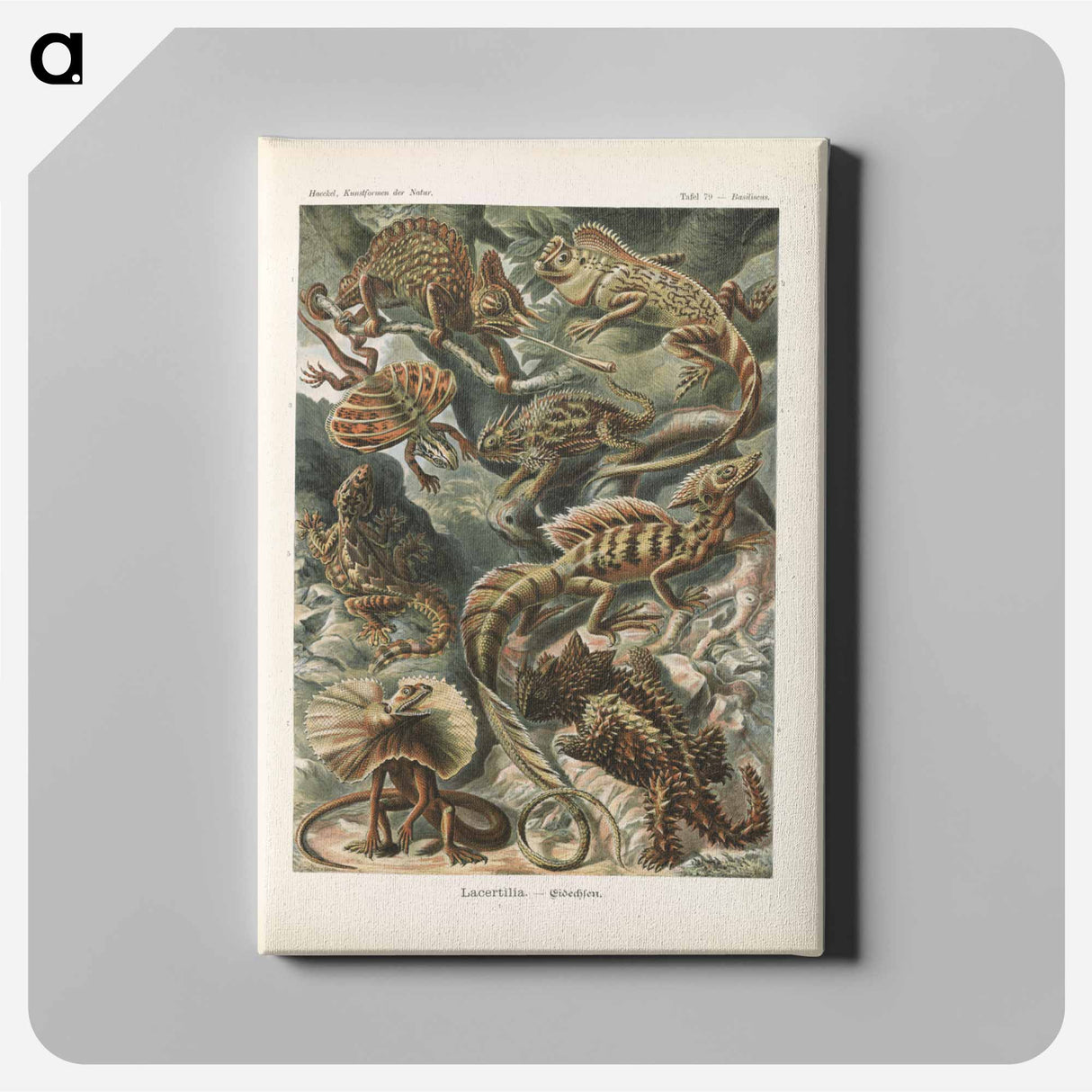 Chameleon illustration from Kunstformen der Natur - エルンスト ヘッケル Canvas.