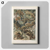 Chameleon illustration from Kunstformen der Natur - エルンスト ヘッケル Canvas.